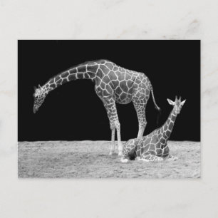 Two Giraffes in Black and White Postcard