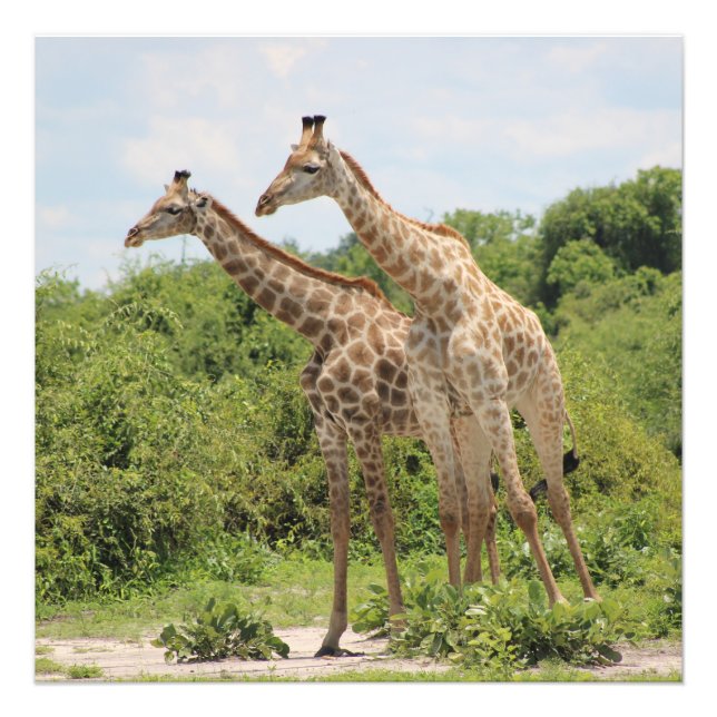 Two Giraffes Photo Print (Front)