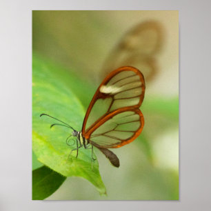 Two Glass winged butterflies Poster