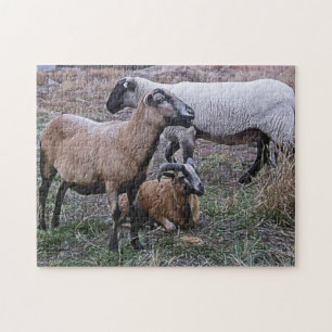 Two Goats and a Sheep Jigsaw Puzzle