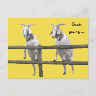 Two Goats Gazing Over the Fence Postcard