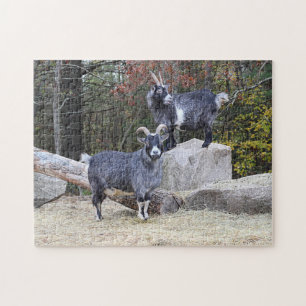 Two Goats Jigsaw Puzzle