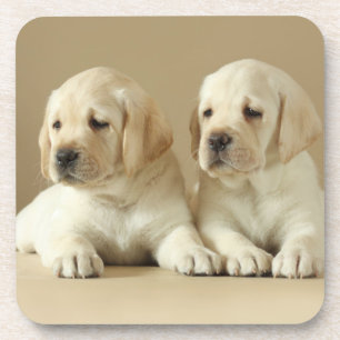 Two Golden Labrador Puppies Coaster