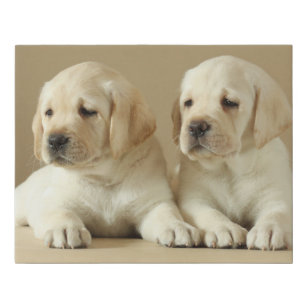Two Golden Labrador Puppies Faux Canvas Print