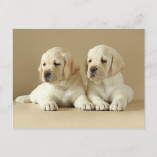 Two Golden Labrador Puppies Postcard