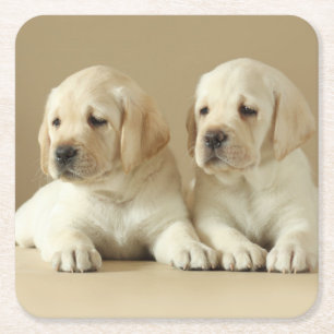 Two Golden Labrador Puppies Square Paper Coaster