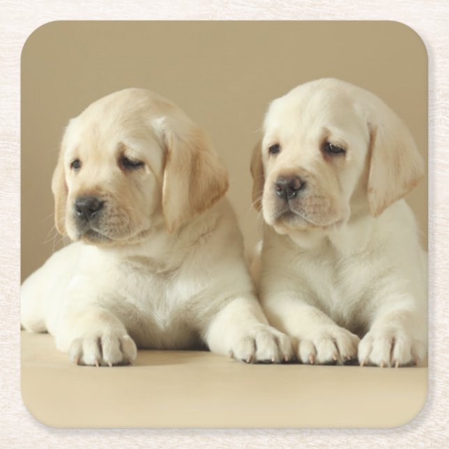Two Golden Labrador Puppies Square Paper Coaster (Front)