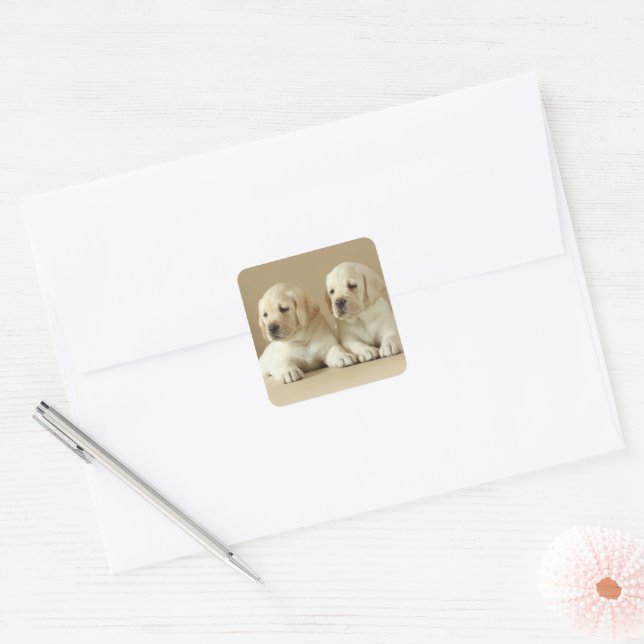 Two Golden Labrador Puppies Square Sticker (Envelope)