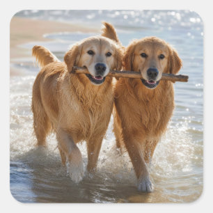 Two Golden Retrievers Carrying a Stick Square Sticker