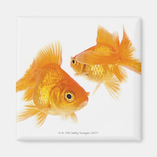 Two Goldfish Crossing Each Other Magnet