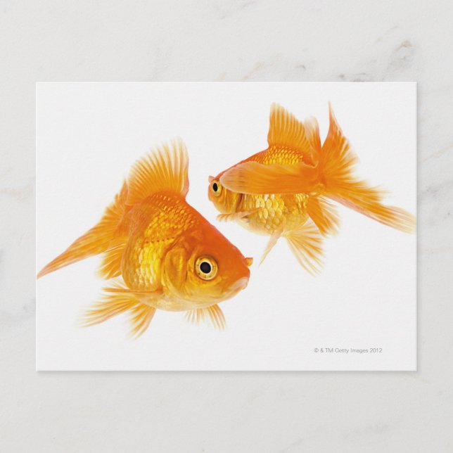 Two Goldfish Crossing Each Other Postcard (Front)