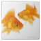Two Goldfish Crossing Each Other