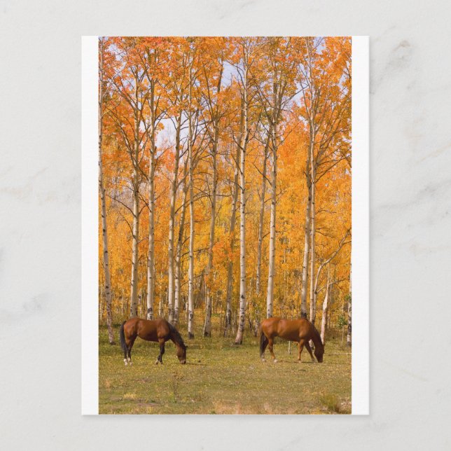 Two Grazing Horses In the Autumn Postcard (Front)