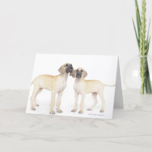 Two Great Danes Card