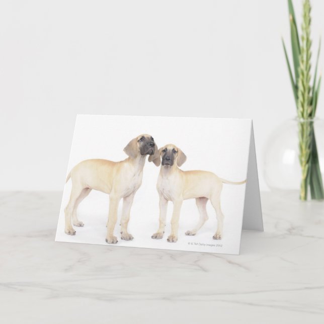 Two Great Danes Card (Front)