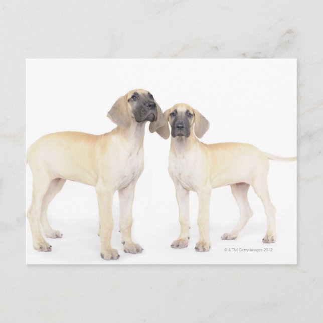 Two Great Danes Postcard (Front)
