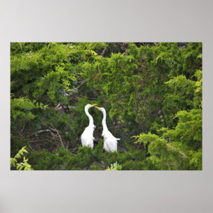 Two Great Egrets in Tree Poster