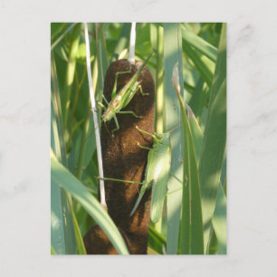 Two Green Grasshoppers DIY Postcard