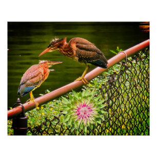 Two green herons poster