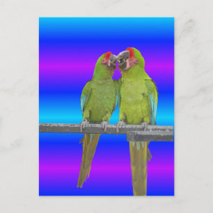 Two Green Parrots Sunset DIY Postcard
