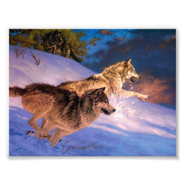 Two grey wolf in winter nature photo print (Front)