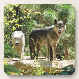 Two Grey Wolves in Forest Coaster