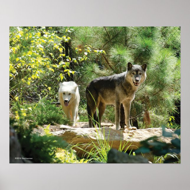 Two Grey Wolves in Forest Poster (Front)