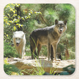 Two Grey Wolves in Forest Square Paper Coaster