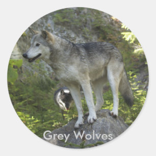 Two Grey Wolves in the Rocky Mountain Wilderness Classic Round Sticker