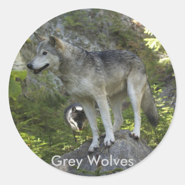 Two Grey Wolves in the Rocky Mountain Wilderness Classic Round Sticker (Front)