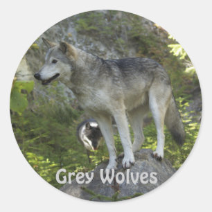 Two Grey Wolves in the Rocky Mountain Wilderness Classic Round Sticker