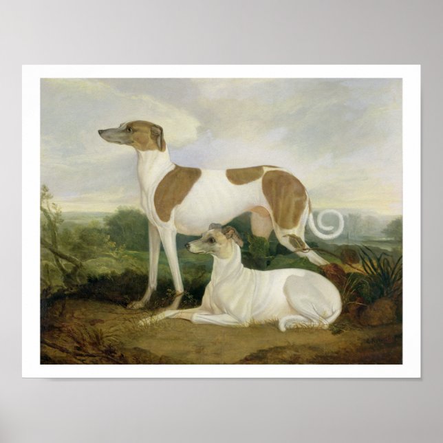 Two Greyhounds in a Landscape (oil on canvas) Poster (Front)