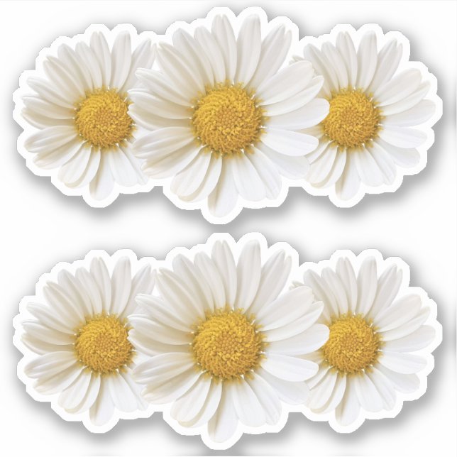 Two Groups of Three White Daisies (Front)