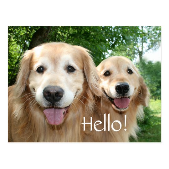 Two Happy Golden Retriever Dogs Outside Postcard