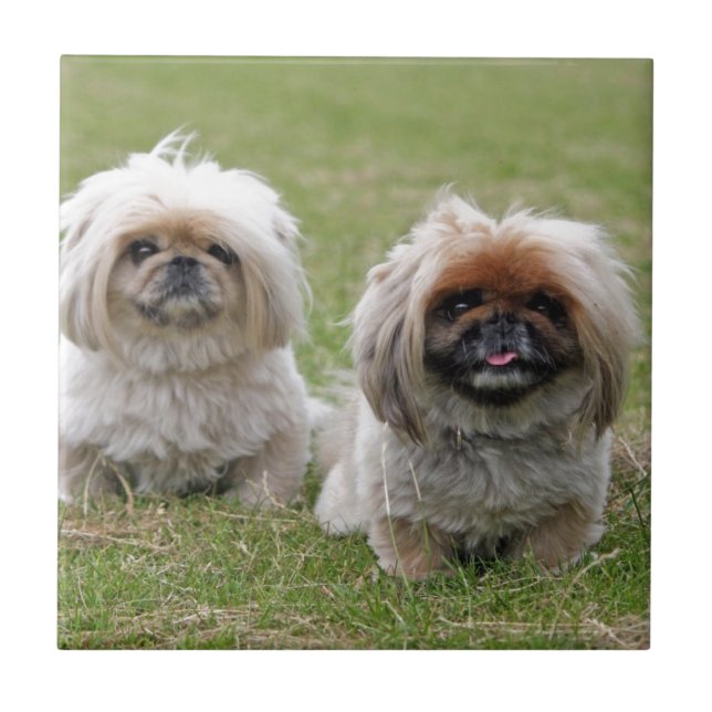 Two Happy Little Puppies Tile (Front)