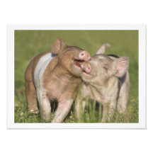 Two Happy Playful Piglets 12 x16