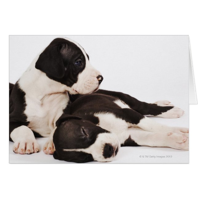 Two Harlequin Great Dane puppies on white (Front Horizontal)