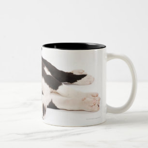 Two Harlequin Great Dane puppies on white Two-Tone Coffee Mug