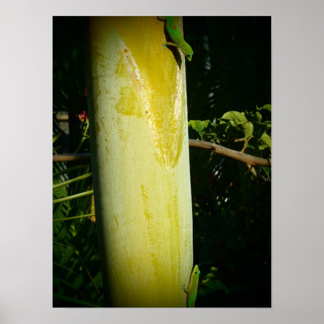 Two hawaii geckos poster (Front)