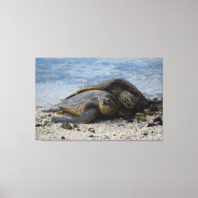 Two Hawaiian Green Sea Turtles Hugging Canvas Print (Front)