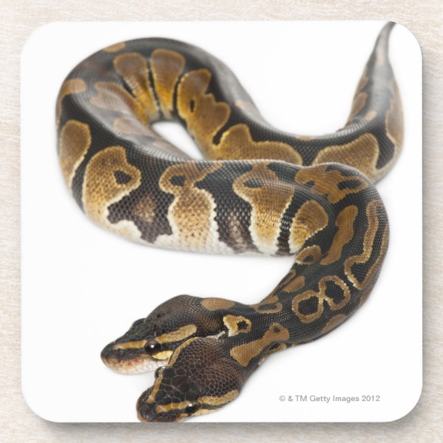 Two headed Royal Python or Ball Python - Python Coaster (Front)