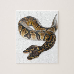 Two headed Royal Python or Ball Python - Python Jigsaw Puzzle