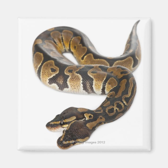 Two headed Royal Python or Ball Python - Python Magnet (Front)
