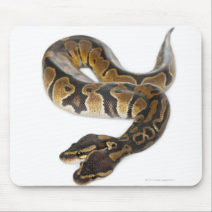 Two headed Royal Python or Ball Python - Python Mouse Mat