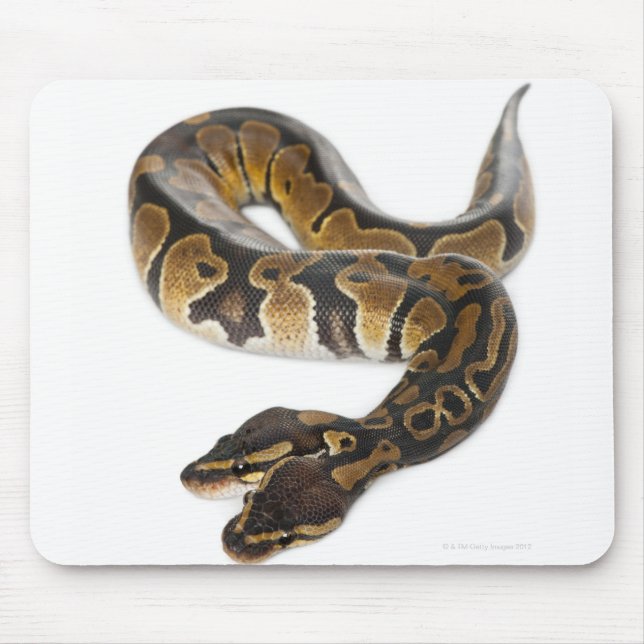 Two headed Royal Python or Ball Python - Python Mouse Mat (Front)