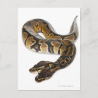 Two headed Royal Python or Ball Python - Python