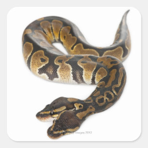 Two headed Royal Python or Ball Python - Python Square Sticker