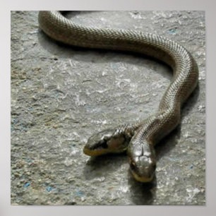 Two Headed Snake Poster