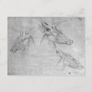 Two heads of stags, one head of a doe postcard