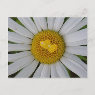 Two hearts on marguerite postcard